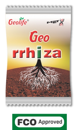 Georrhiza